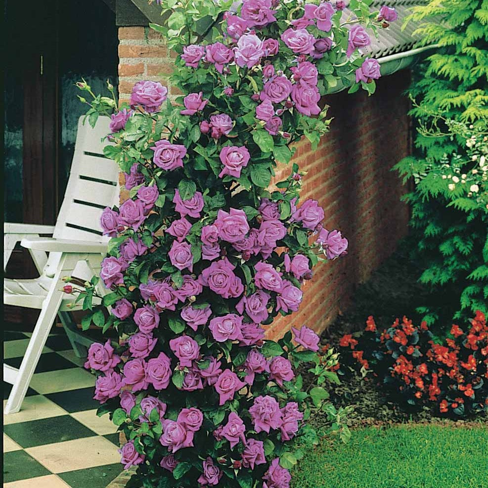 Rosa indigoletta - Klimroos 'Indigoletta' - Klimrozen