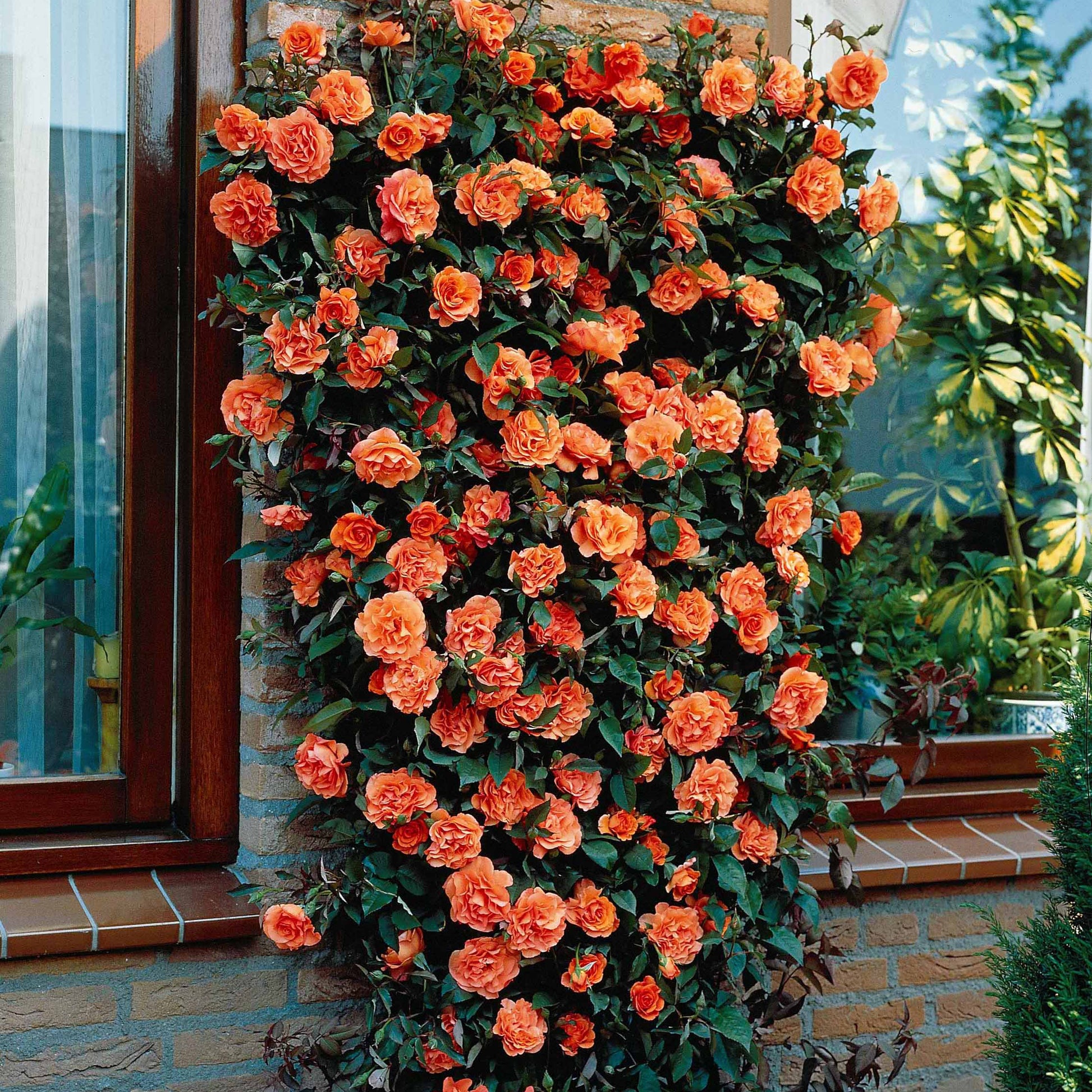 Rosa metanoia - Klimroos 'Metanoia' - Klimrozen
