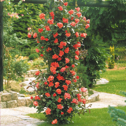 Klimroos 'Metanoia' - Bakker