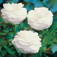 Historische roos 'Boule de Neige' (Bourbon) - Rosa boule de neige - Plantsoort