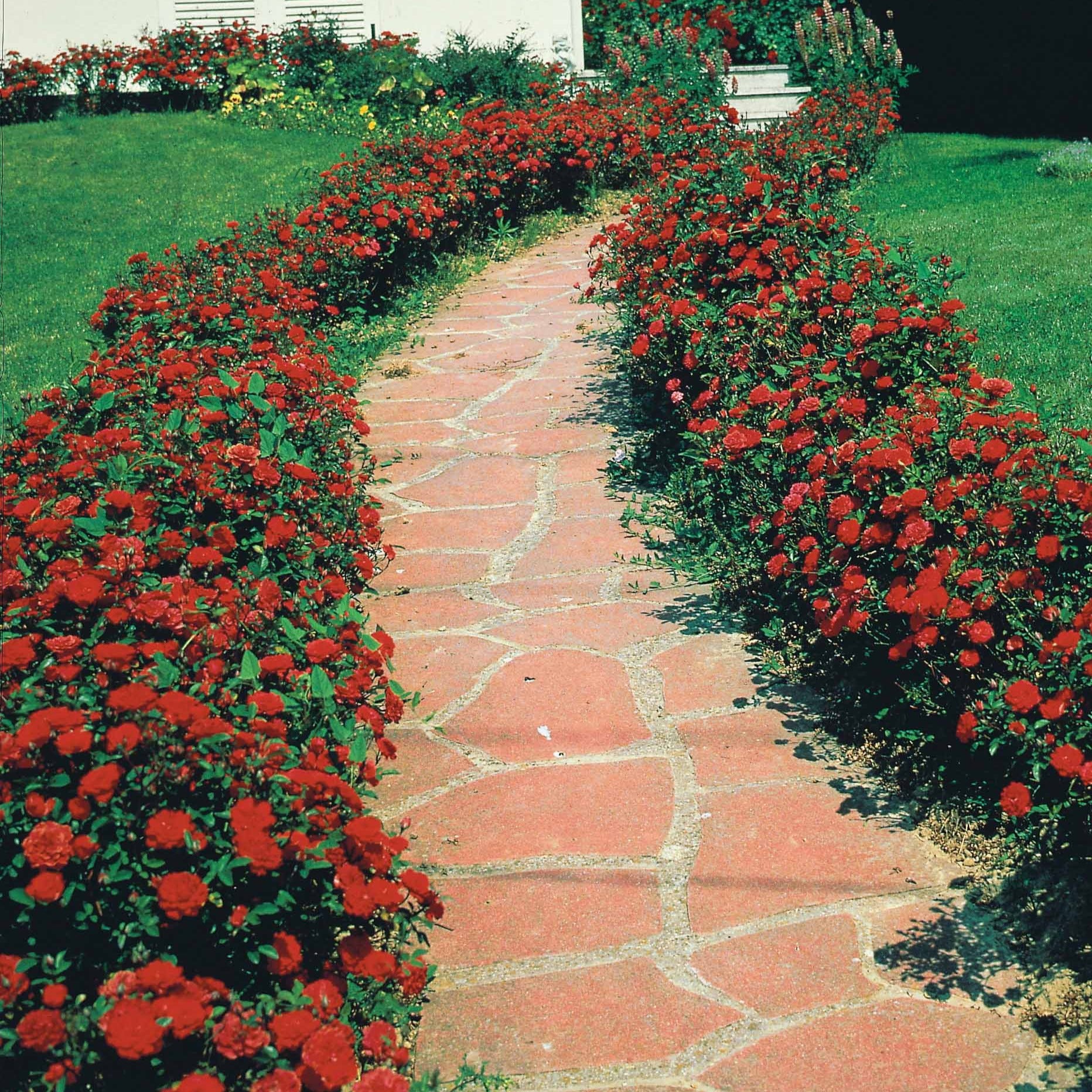 Trosroos - rood - Rosa polyantha - Plantsoort