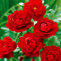 Trosroos - rood - Rosa polyantha