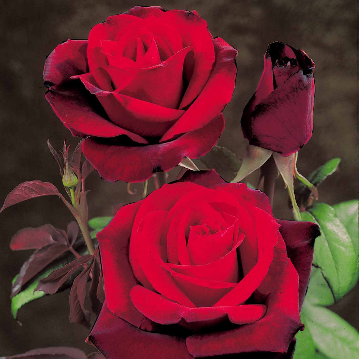 Grootbloemige roos 'Barkarole' - Rosa Barkarole - Plantsoort