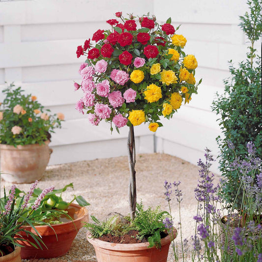 Stamroos - tricolor - Bakker