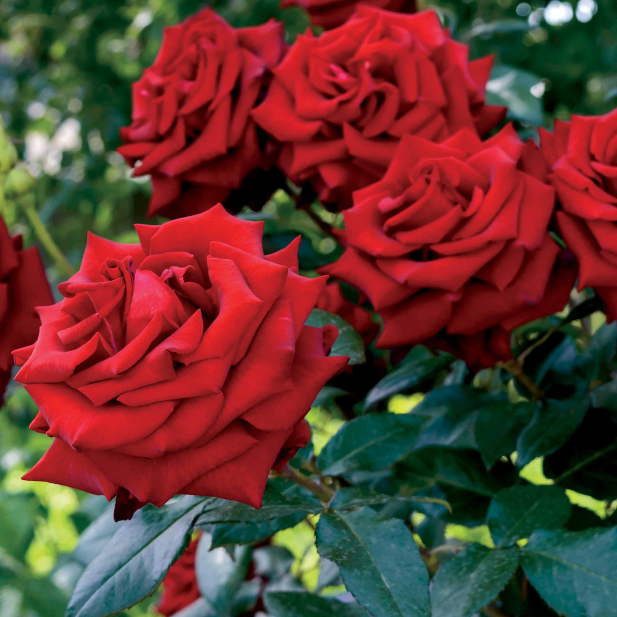 Struikroos - rood - Rosa - Bakker