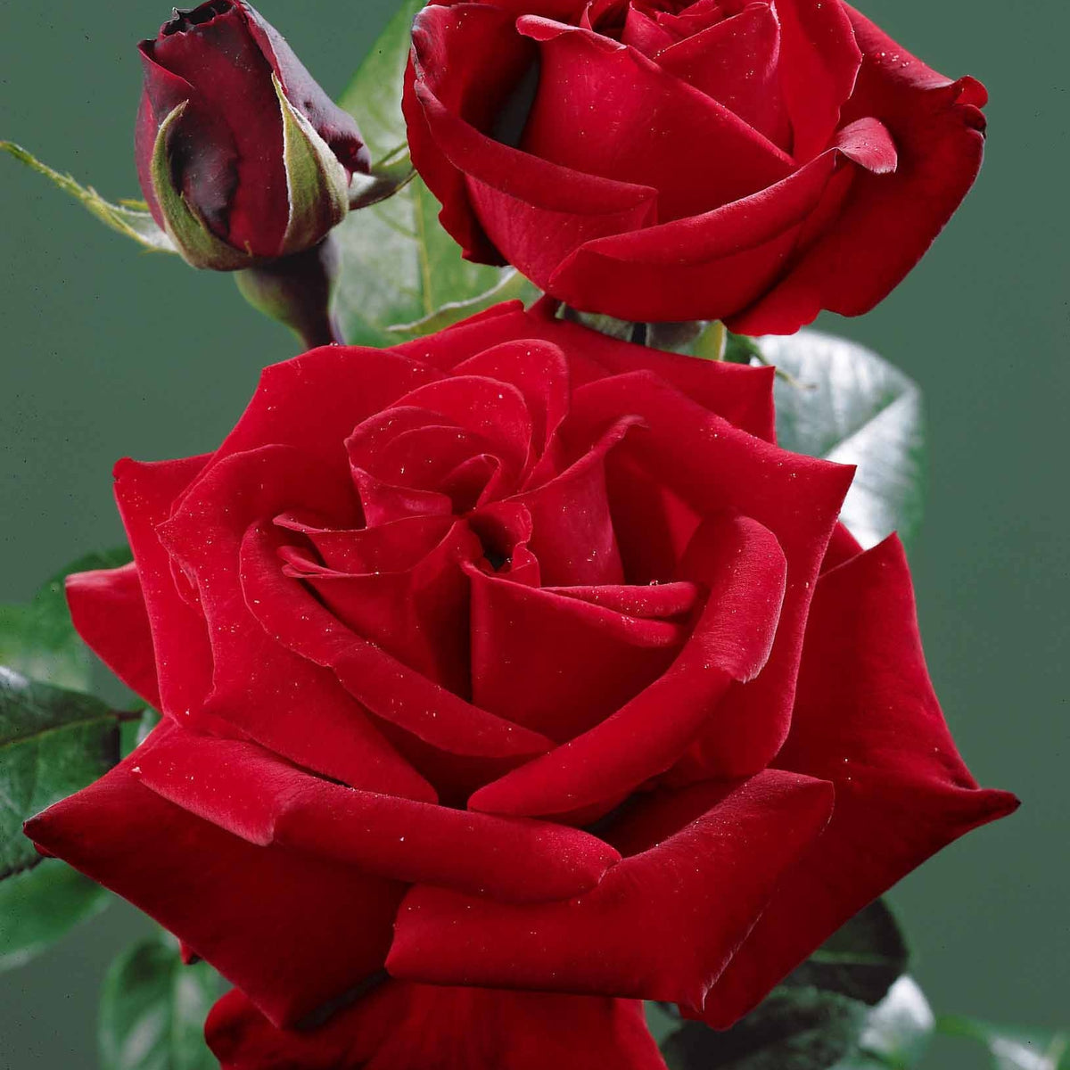 Rosa - Struikroos - rood - Rozen - Naakte wortels