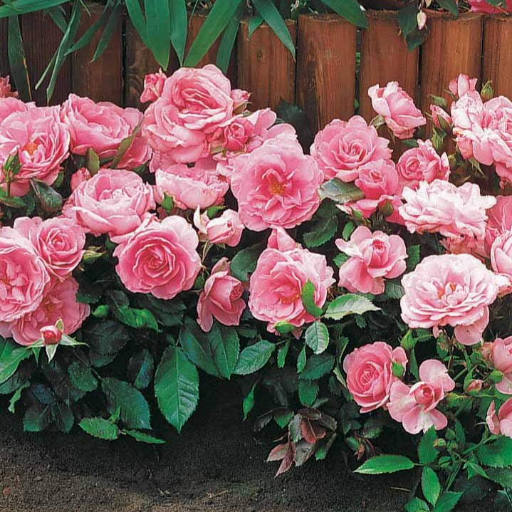 Perkroos 'Randilla' - roze (x3) - Rosa randilla - Tuinplanten