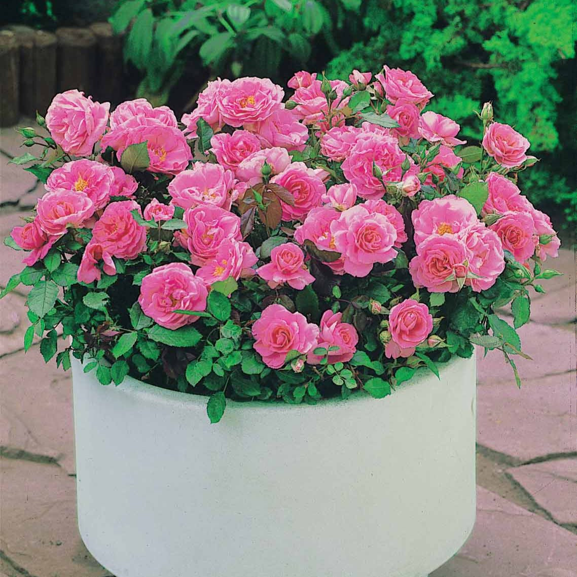 Perkroos 'Randilla' - roze (x3) - Rosa randilla - Plantsoort