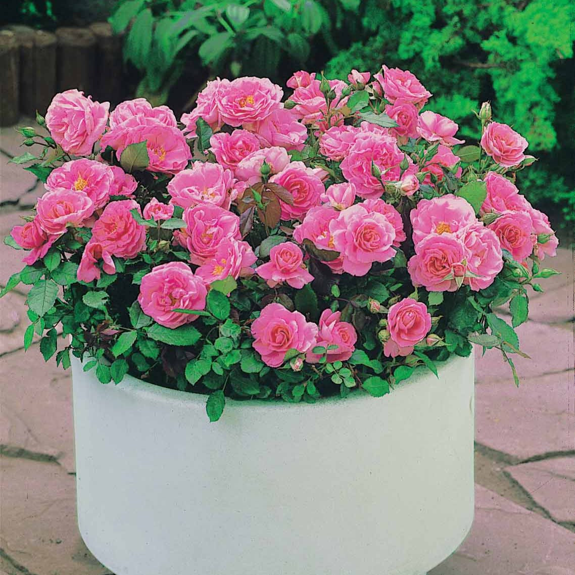 Perkroos 'Randilla' - roze (x3) - Bakker