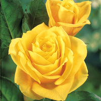 Roos 'Hadangel' - Rosa hadangel - Tuinplanten