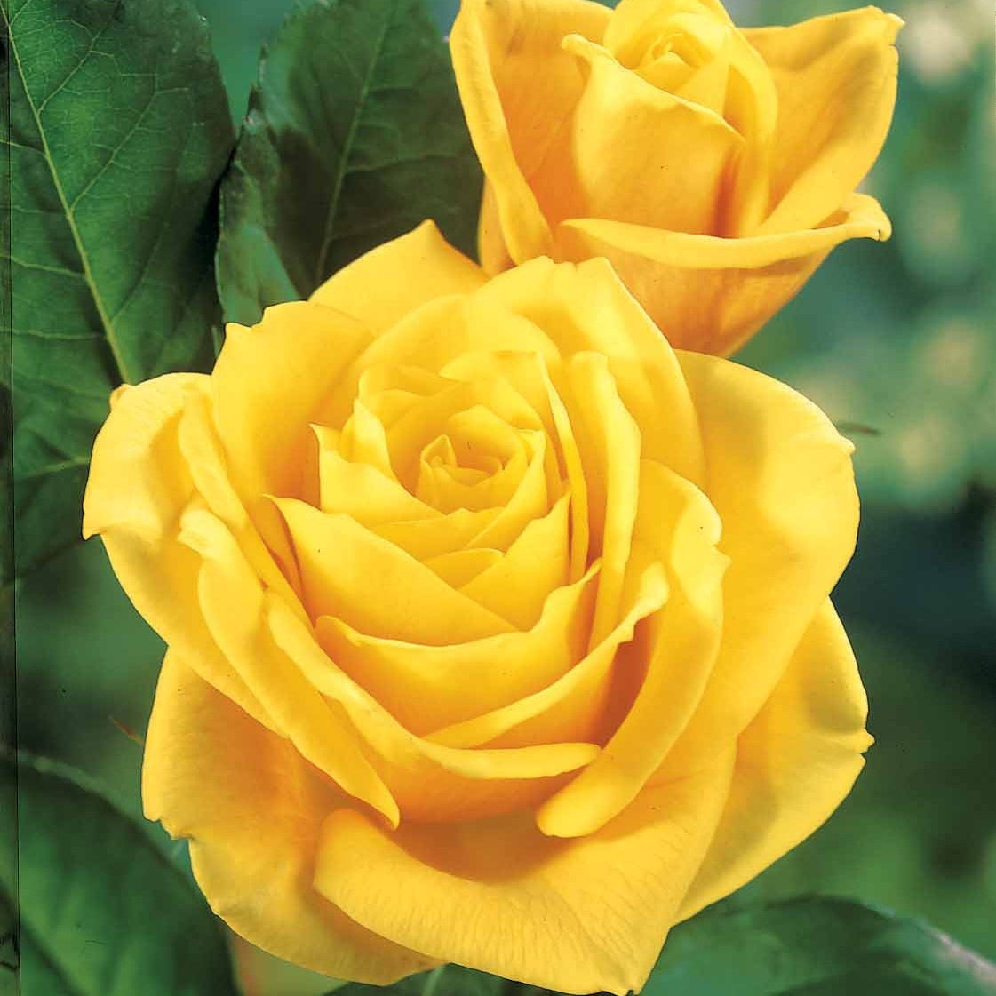 Rozen - Naakte wortels - Roos 'Hadangel' - Rosa hadangel