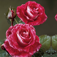 Collectie grootbloemige rozen ( Famosa +  Whisky +  Double Delight) (x3) - Rosa 'famosa', 'whisky', 'double delight' - Rozen