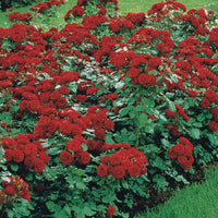 Trosroos 'Lilli Marleen' - Rosa polyantha lilli marleen - Tuinplanten