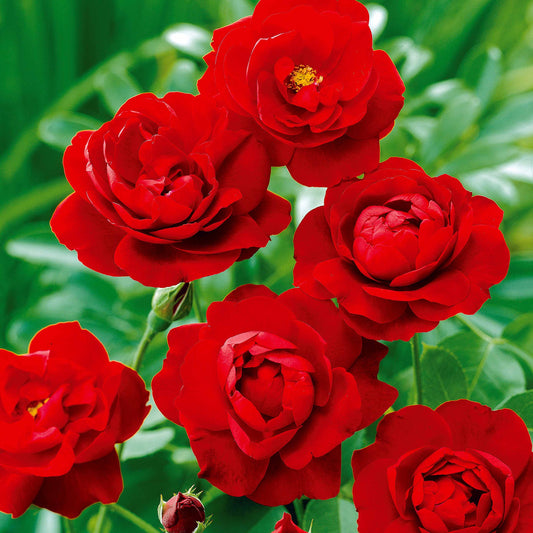 Trosroos 'Lilli Marleen' - Rosa polyantha lilli marleen - Plantsoort