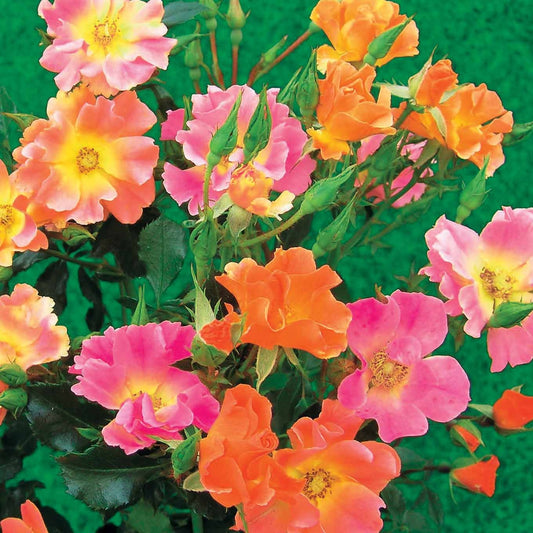 Bodembedekkende roos 'Happy Chappy' (x3) - Bakker