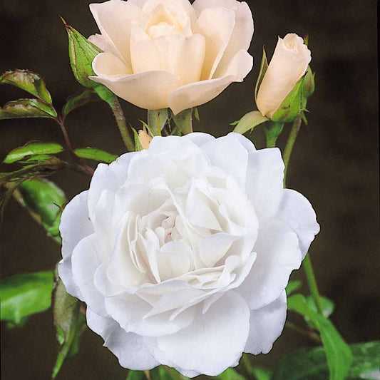 Roos 'Korbin' - Bakker