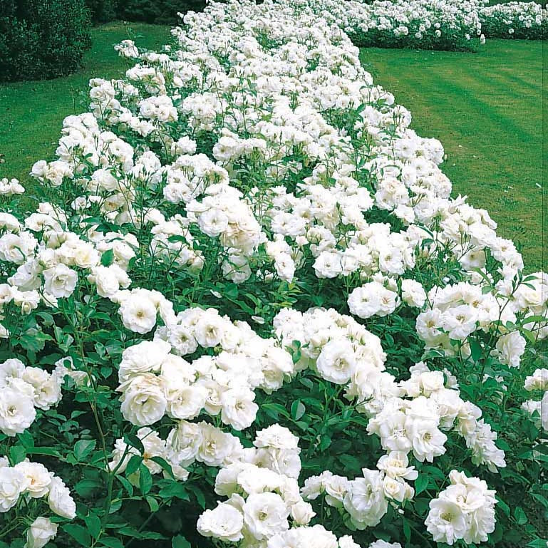 Trosroos 'Princess of Wales' - Rosa floribunda princesse de galles ® hardinkum - Bakker