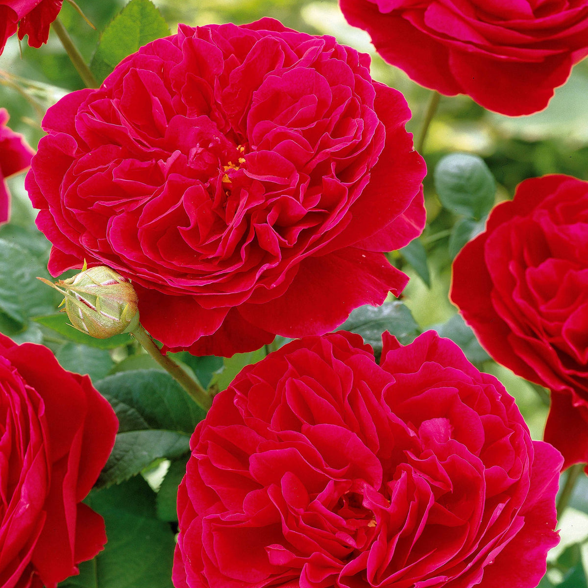 Trosroos 'Leonardo da Vinci'® - Rosa floribunda Red Leonardo Da Vinci ® Meiangele - Bakker