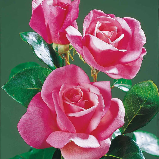 Roos 'Pink Perfume' - Rosa pink perfume - Tuinplanten