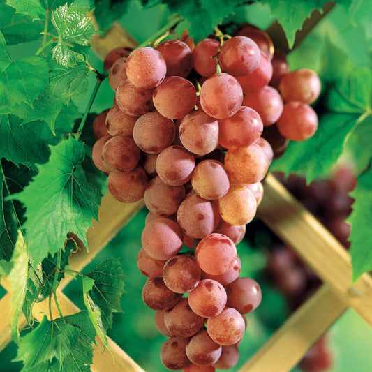 Druif 'Chasselas Rosé' - Vitis vinifera chasselas rose - Type fruitbomen