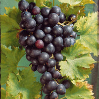 Blauwe druif 'Muscat de Hambourg' - Vitis vinifera muscat de hambourg - Fruit