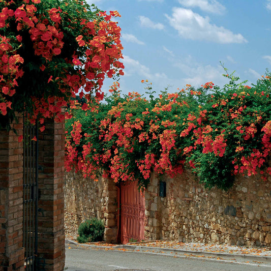 Trompetbloem 'Madame Gallen' - Bakker