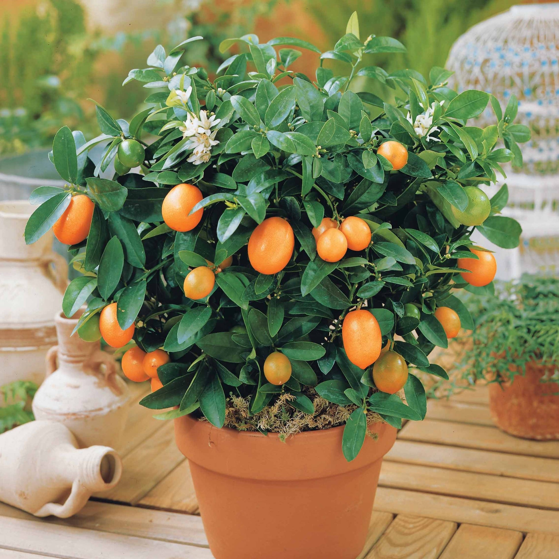 Kumquat - Fortunella margarita - Fruit