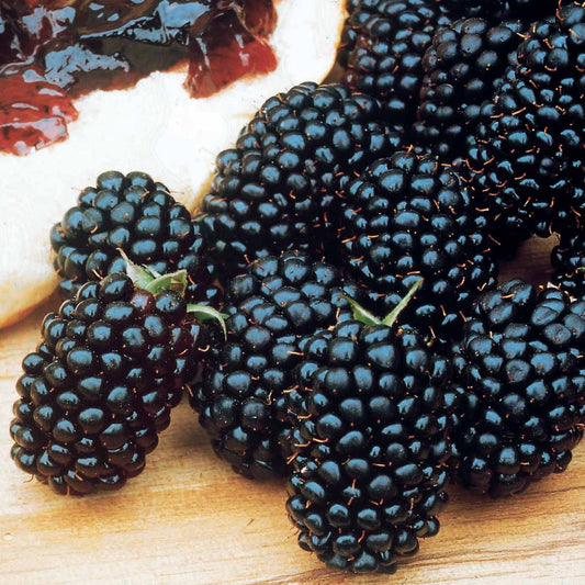 Braam 'Dirksen' - Bakker