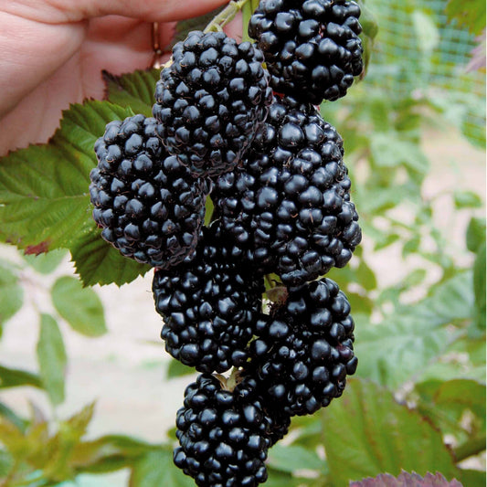 Braam 'Triple Crown' - Rubus fruticosus triple crown - Fruit