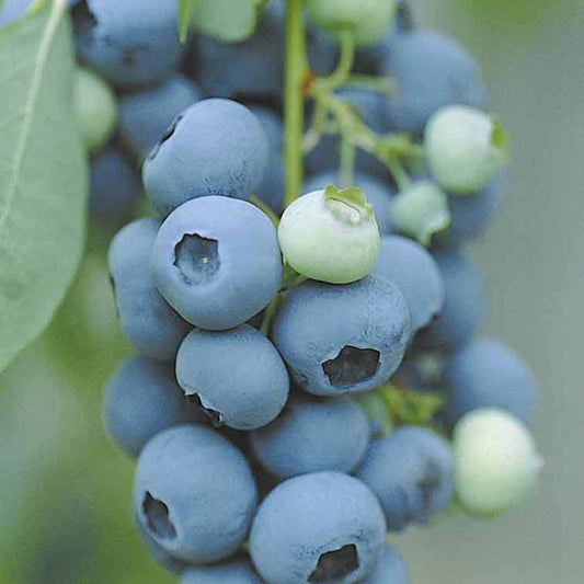 Blauwe bes - Bakker