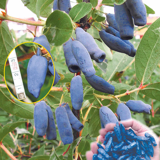 Blauwe honigbes - Lonicera kamtschatica - Fruit