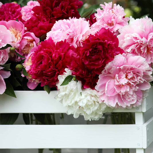 Geurende pioenroos Mix - rood + roze + wit (x3) - Bakker