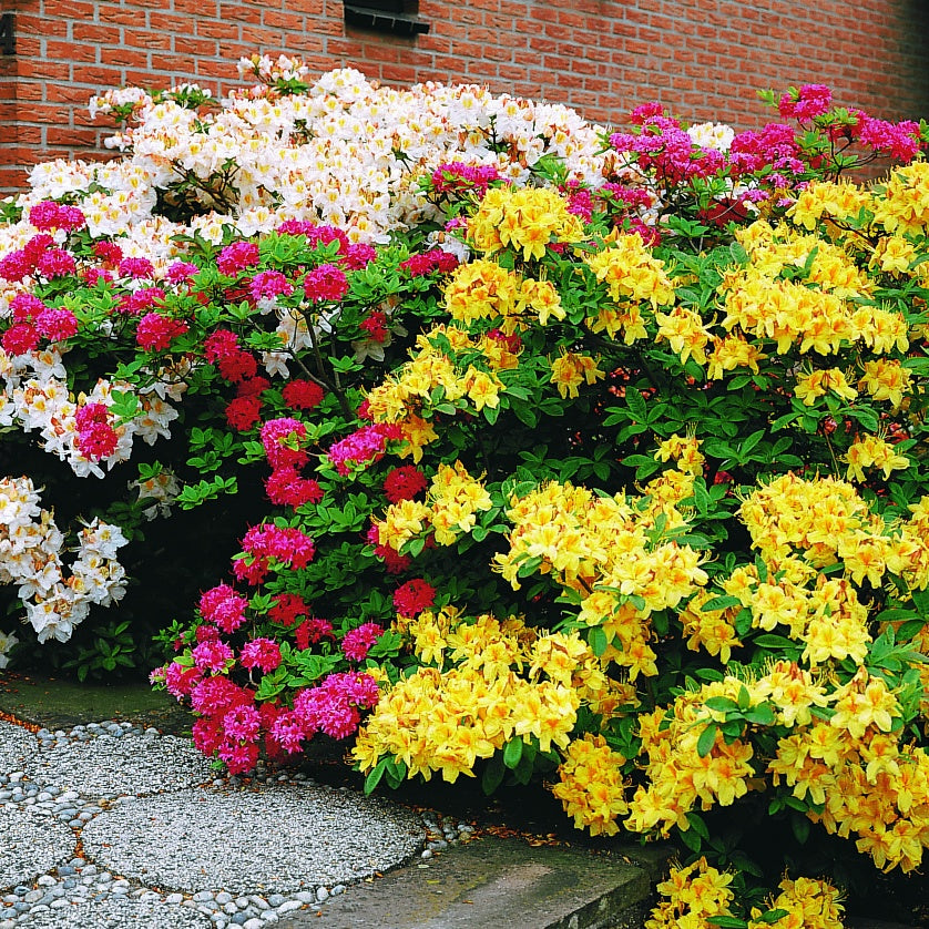 Azalea - geel - Rhododendron (Azalea) mollis Harvest Moon - Bakker