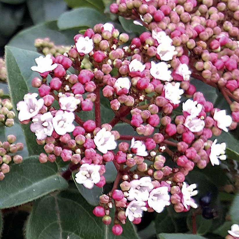 Viburnum tinus Spirit - Sneeuwbal 'Spirit' - Sneeuwbal (Viburnum)