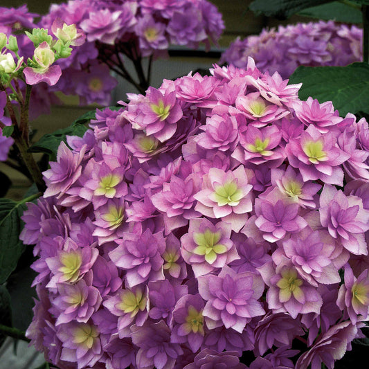 Boerenhortensia 'Expression' - Hydrangea macrophylla 'youmesix' expression - Tuinplanten