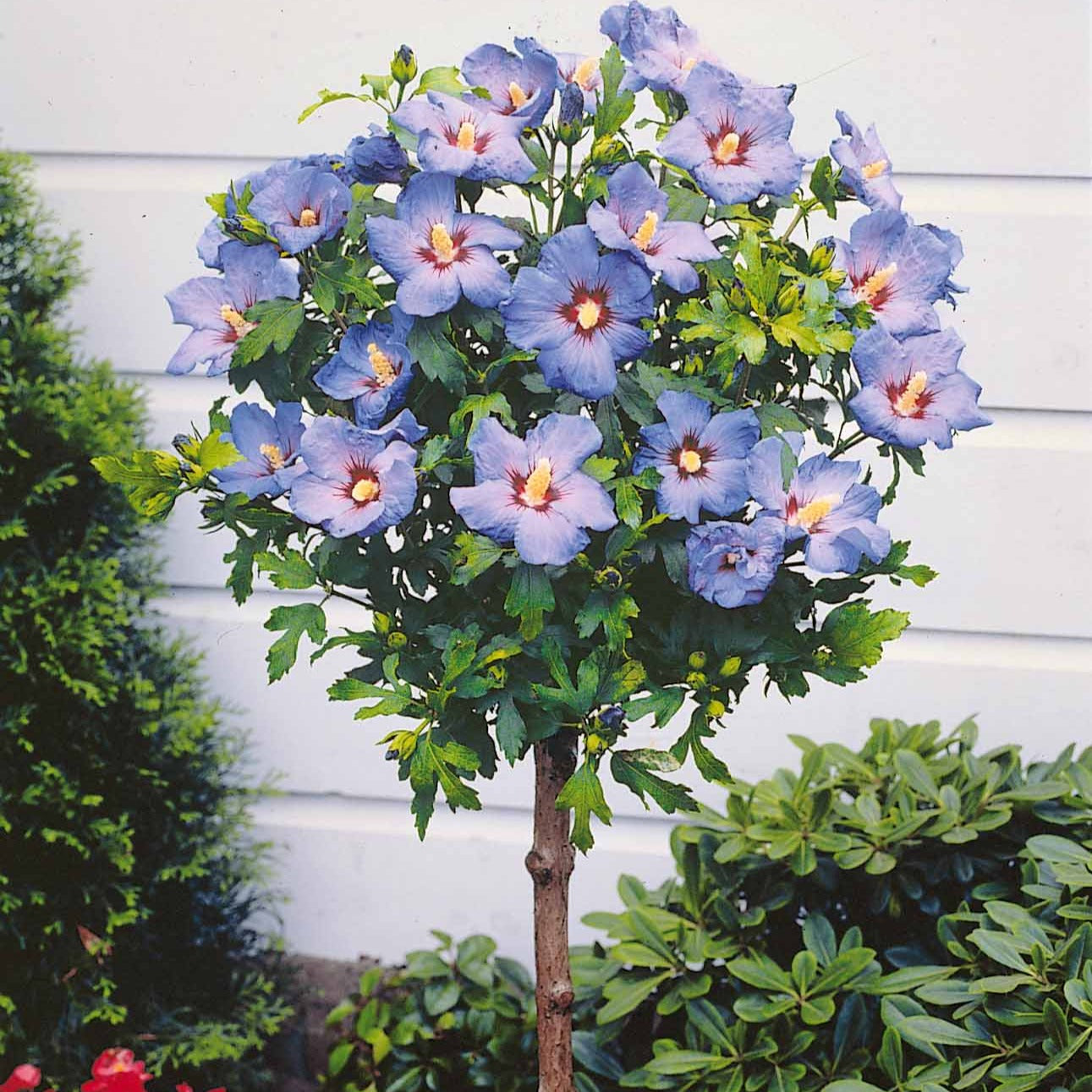 Altheastruik op stam - blauw - Hibiscus syriacus - Tuinplanten