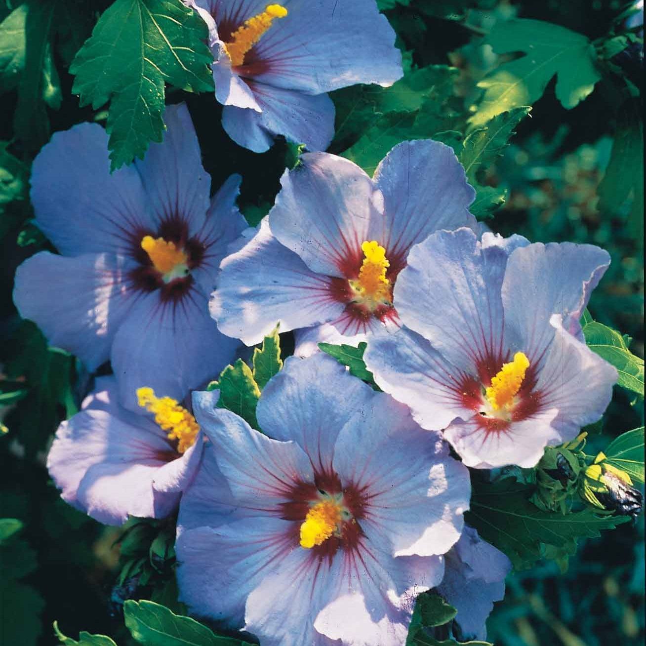 Altheastruik op stam - blauw - Hibiscus syriacus - Heesters en vaste planten
