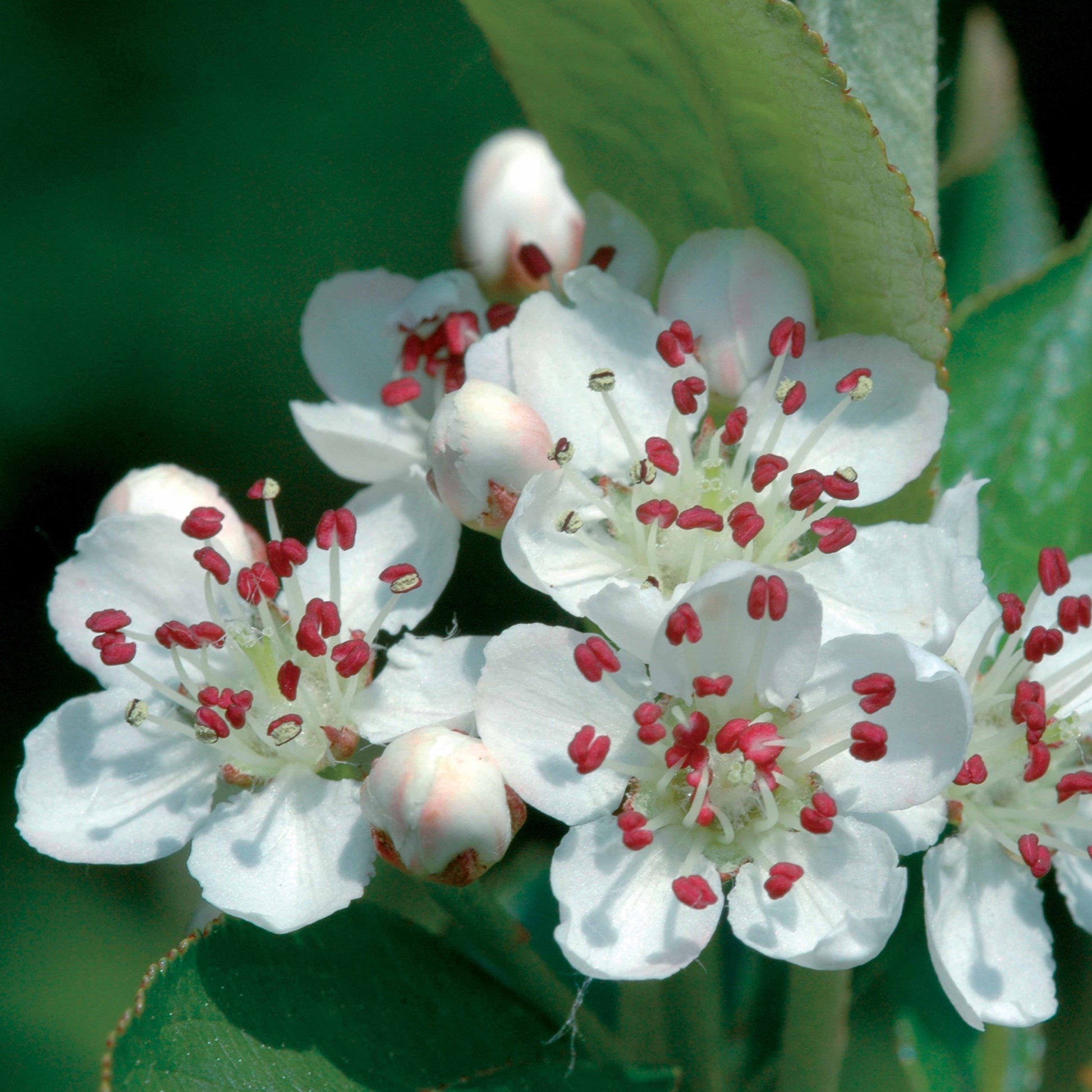 Appelbes 'Viking' - Aronia melanocarpa viking - Heesters