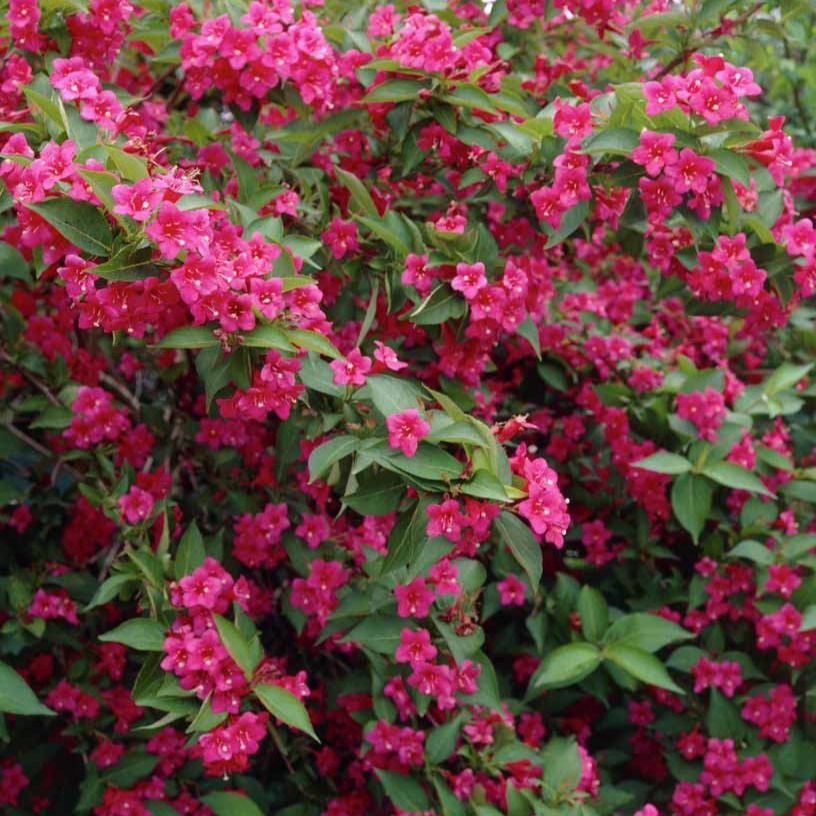 Weigelia 'Bristol Robijn' - Weigela florida Bristol Ruby - Bakker