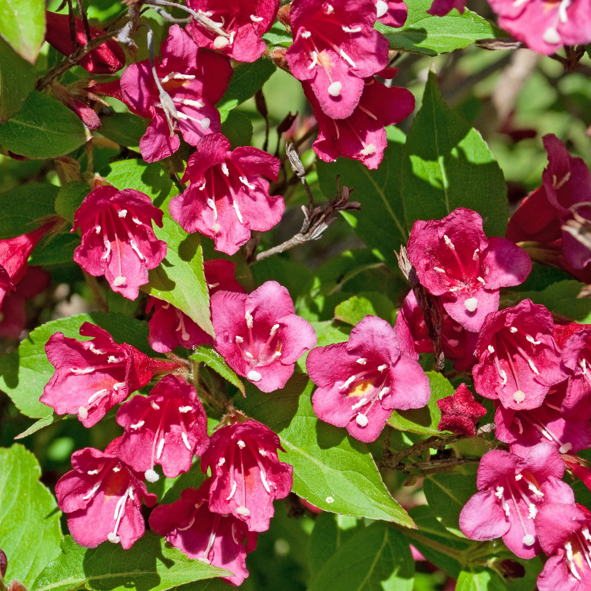 Heesters - Weigelia 'Bristol Robijn' - Weigela florida Bristol Ruby
