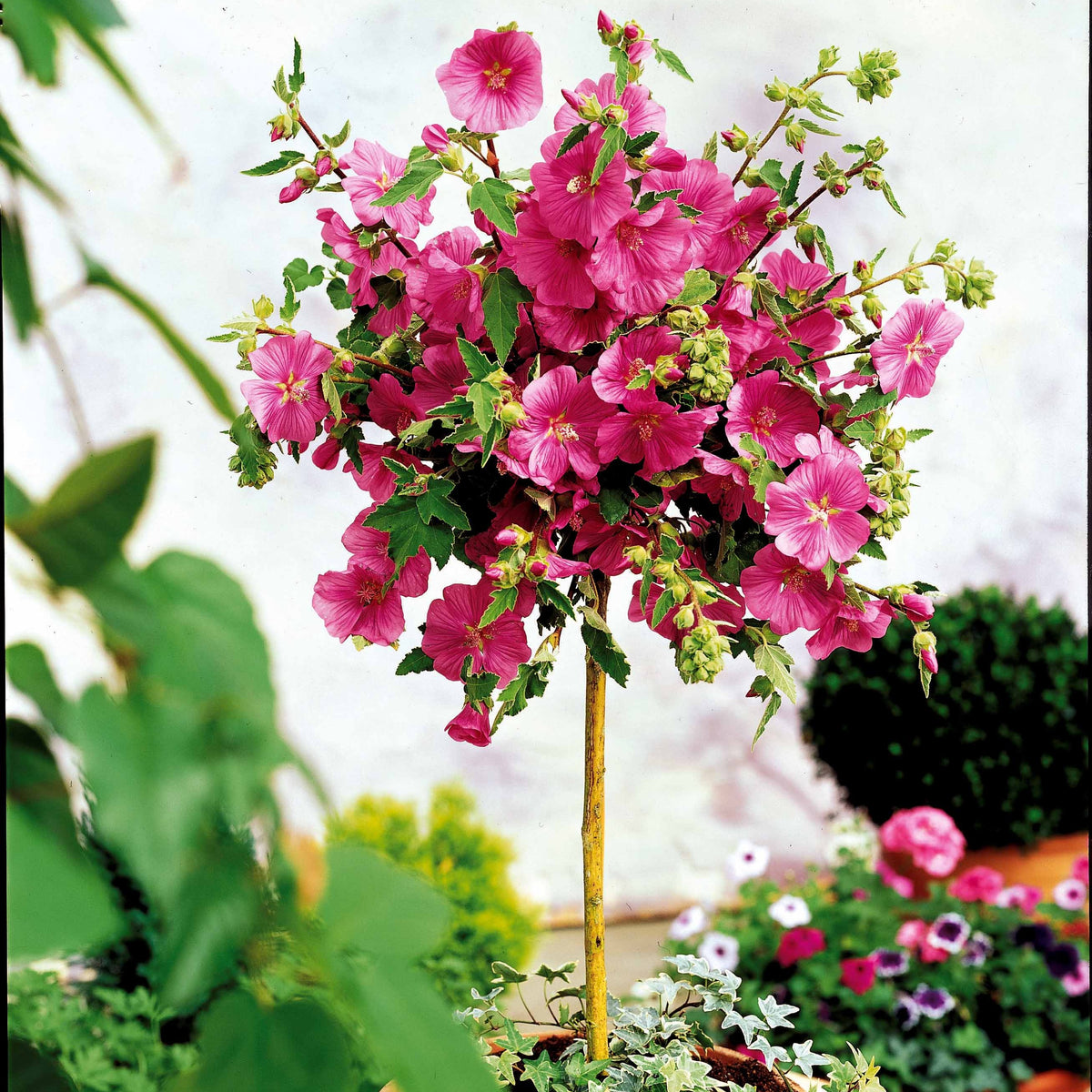 Lavatera 'Burgundy Wine' - op stam - Lavatera burgundy wine - Bakker