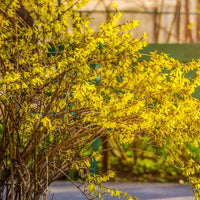 Collectie van heesters : Forsythia en Judasboom (x2)