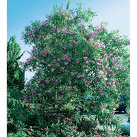 Woestijnwilg Pink Dawn - Chitalpa tashkentensis pink dawn - Terras- en balkonplanten