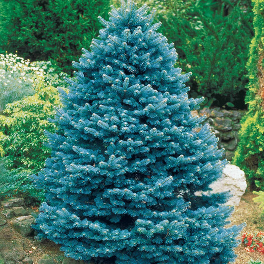 Blauwe spar 'Willemse selectie' - Picea pungens maculata - Heesters en vaste planten