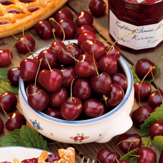 Zoete kers 'Bigarreau Van' - Bakker