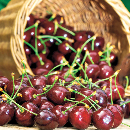 Zoete kers 'Karina' - Bakker