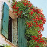 Trompetbloem 'Stromboli' - Campsis radicans stromboli - Tuinplanten