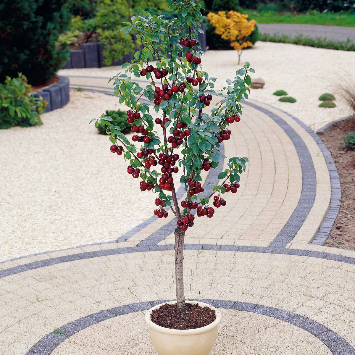 Zoete kers 'Van' - Prunus avium van - Bakker