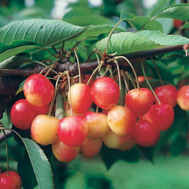 Zoete kers 'Napoléon' - Prunus avium napoléon - Fruit