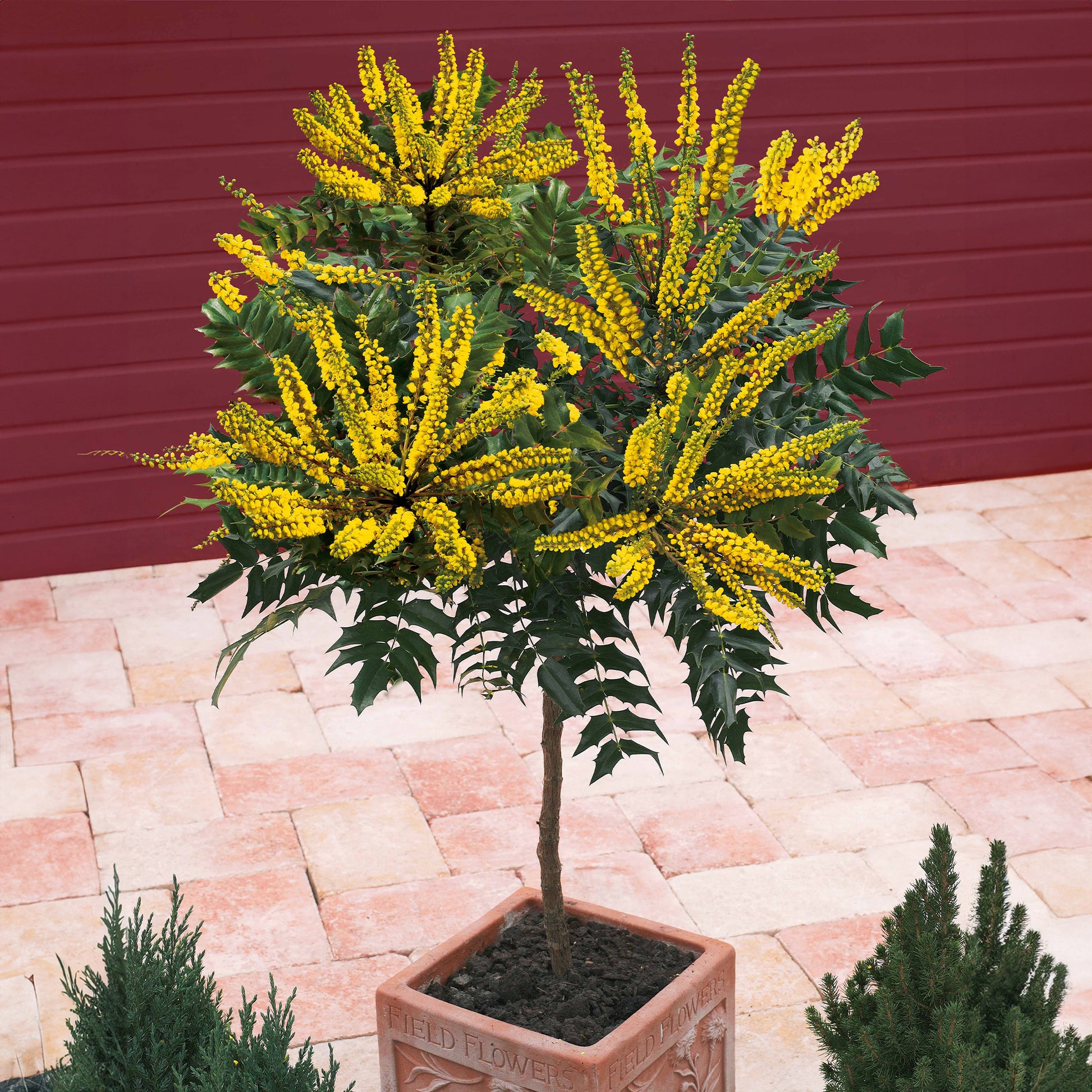 Mahoniestruik 'Charity' op stam - Mahonia x media charity - Tuinplanten